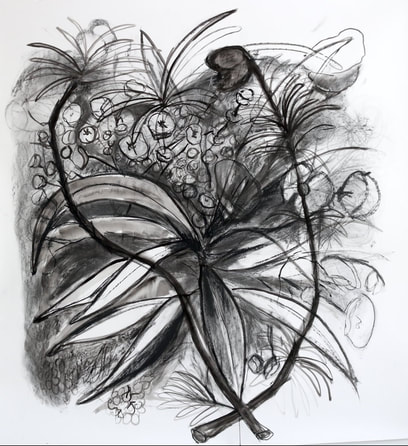 Charcoal drawing, large, euphorbias, flowers, black and white